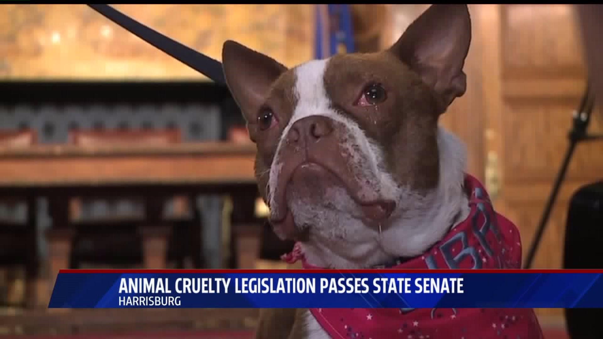 Animal cruelty legislation passes state senate