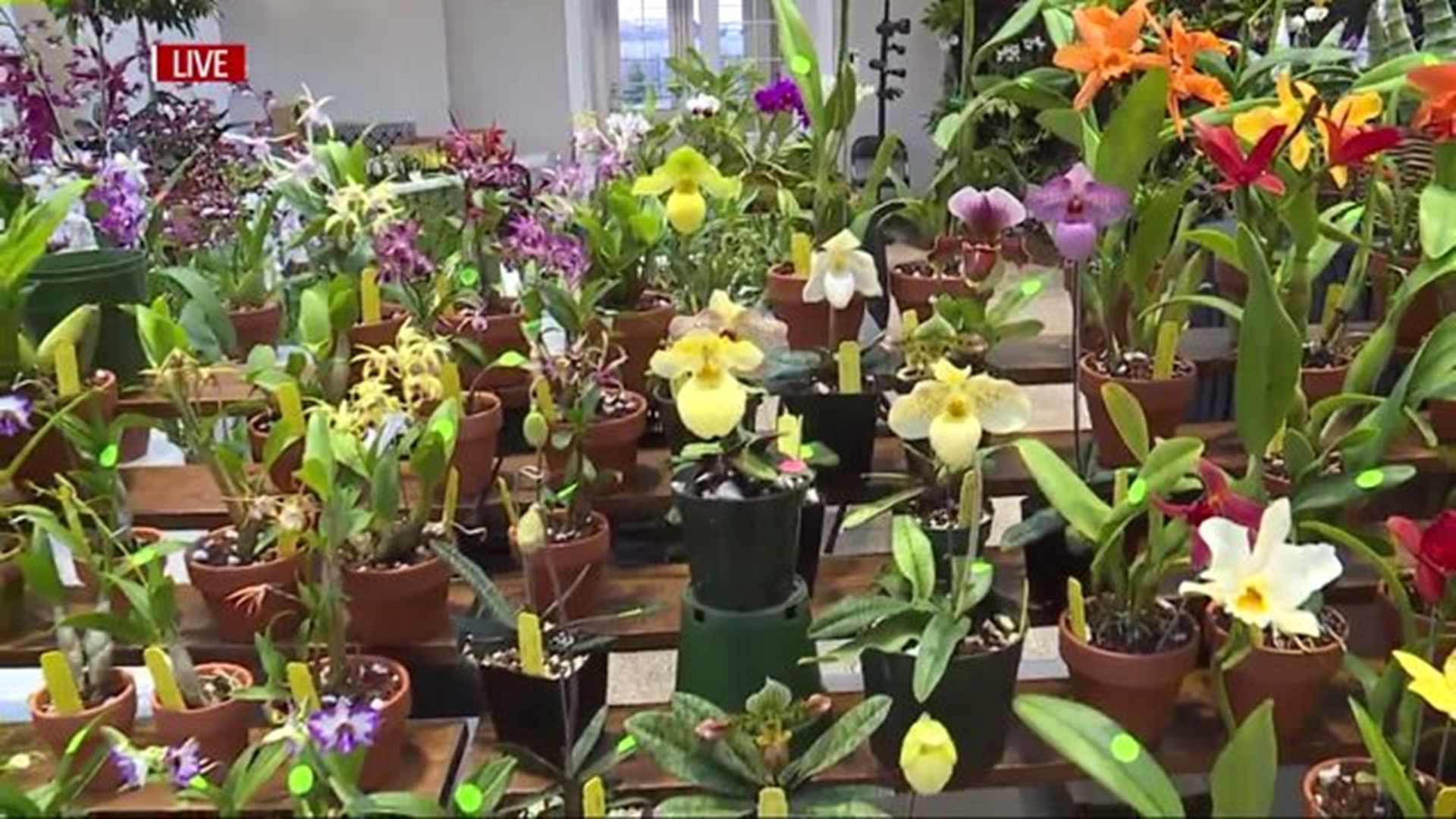 Orchids are in full bloom in the conservatory at Hershey Gardens