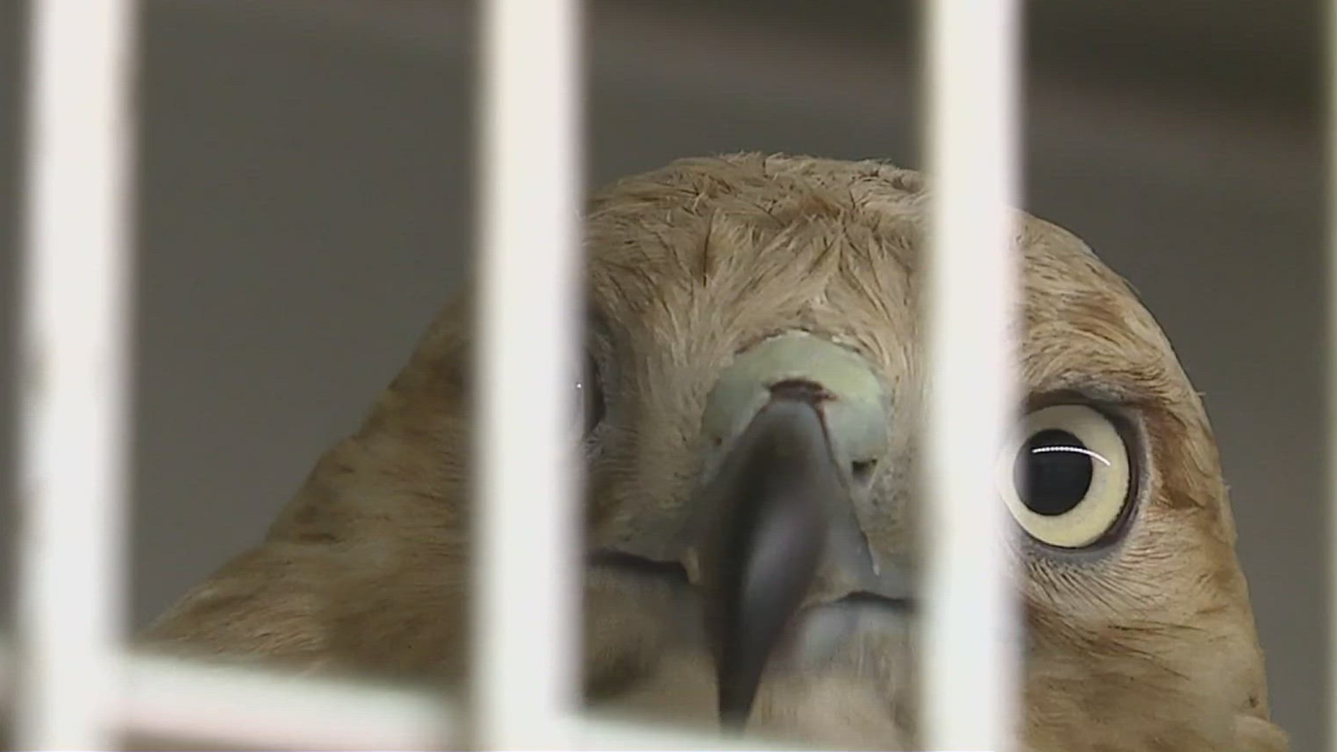 The Raven Ridge Wildlife Center received the hawk after it was found covered in oil by the Pa. Game Commission in Franklin County.