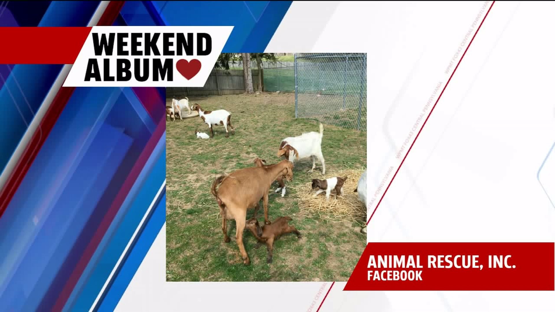 WEEKEND ALBUM: 11 baby goats born at Animal Rescue Inc.