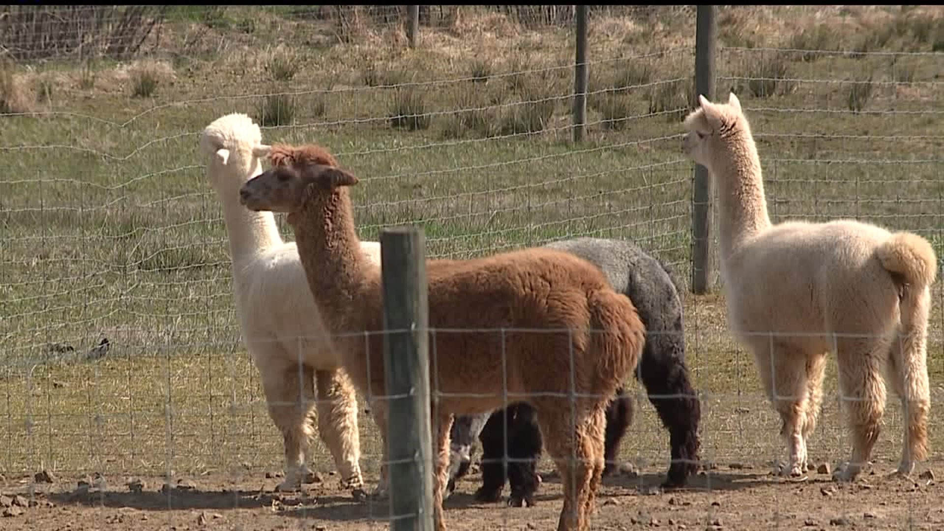 Farm Owner Speaks after Dog Attacks Alpacas