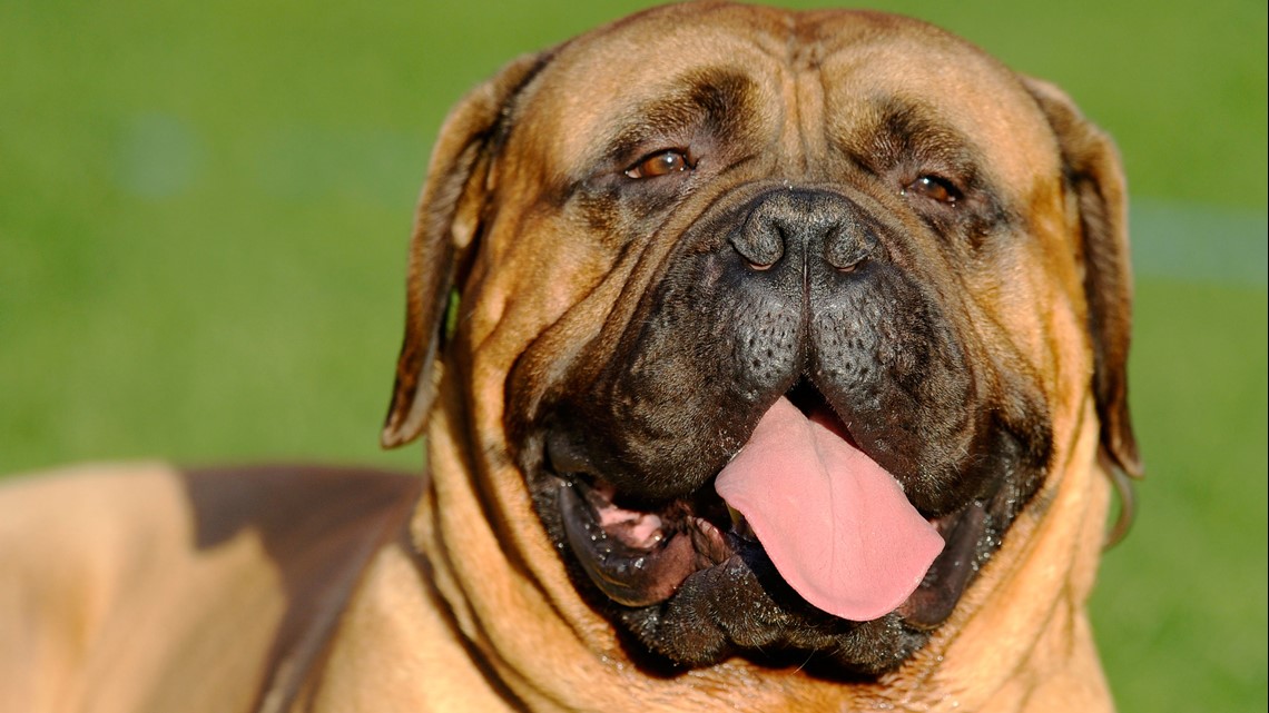 Fox 8 News - Over the rainbow bridge: Cleveland Browns mascot, Swagger,  passed away today. More here: