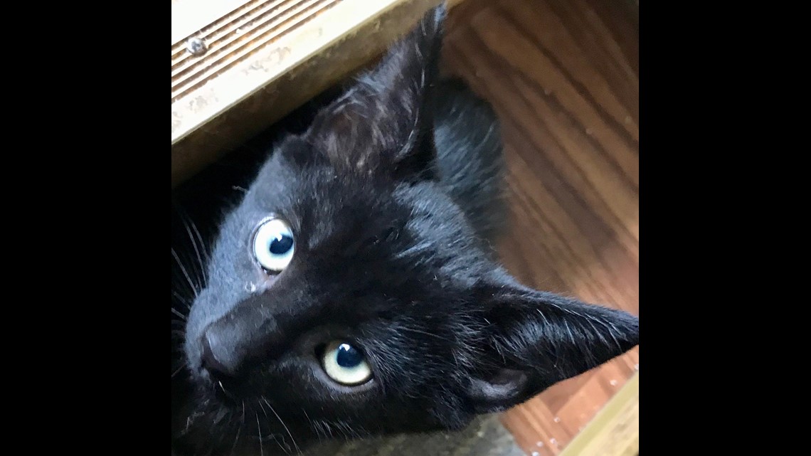 Furry Friends with Eeny and sister, the cats