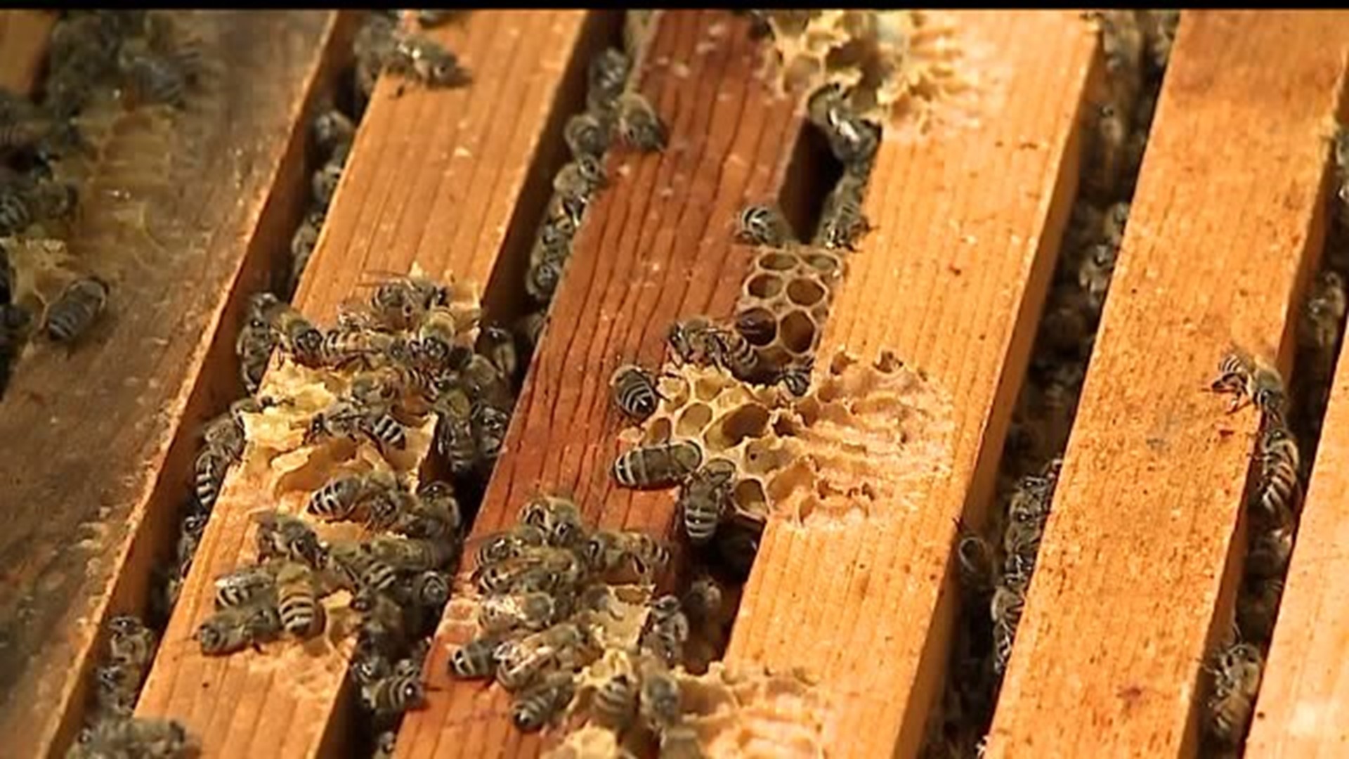 Millersville bee population