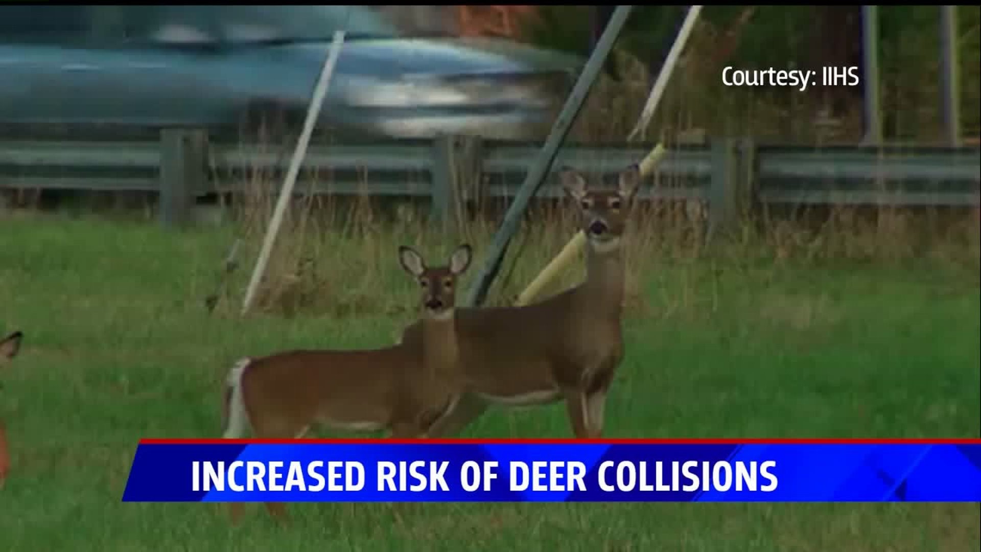 How to avoid deerrelated crashes during the peak season