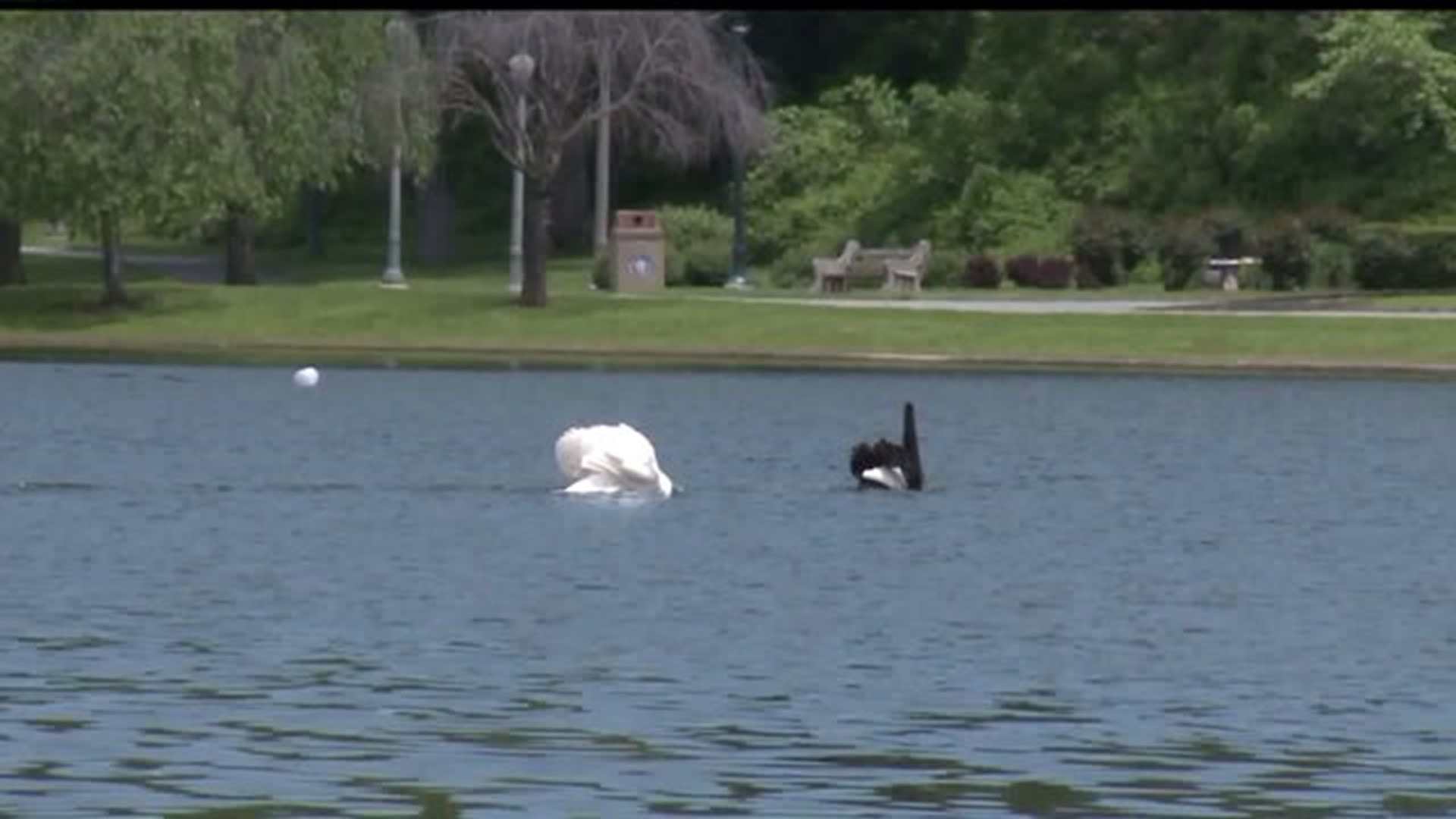 `Bully` swans marking their territory at Harrisburg`s Italian Lake