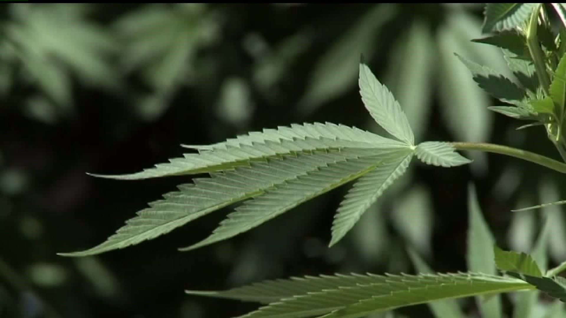 Governor issues call for people to apply for pardons for non-violent marijuana convictions