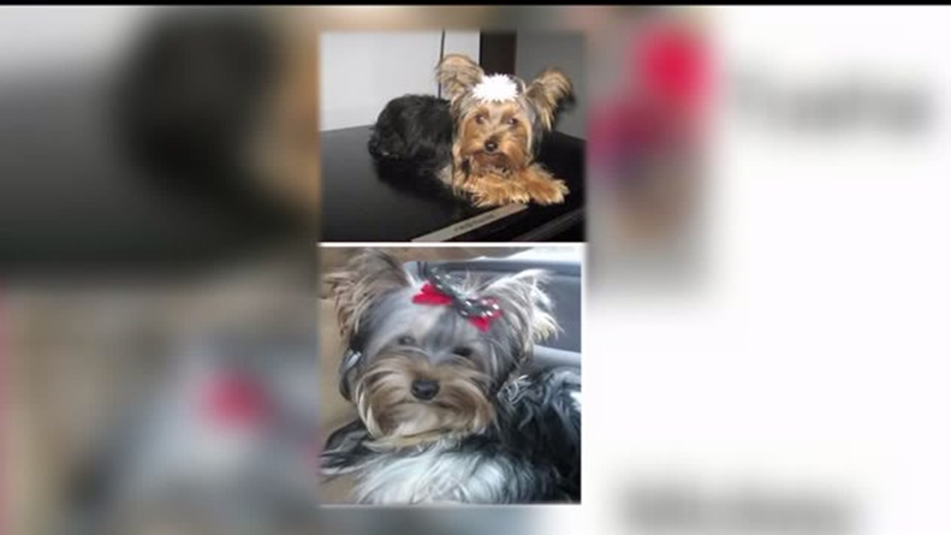 Two dogs stolen from West Manchester Township