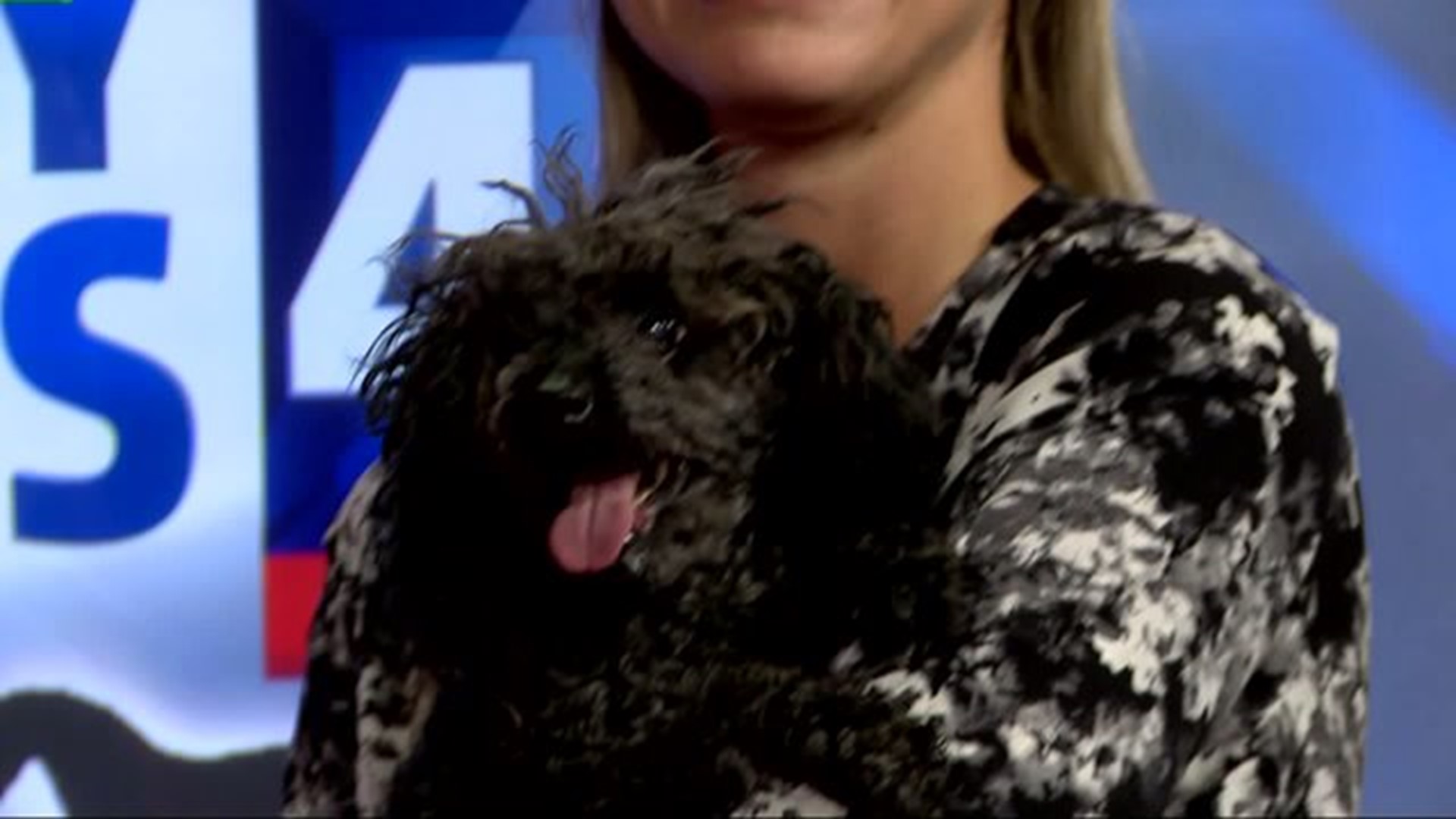 Adopt a Furry Friend from Lebanon County Humane Society