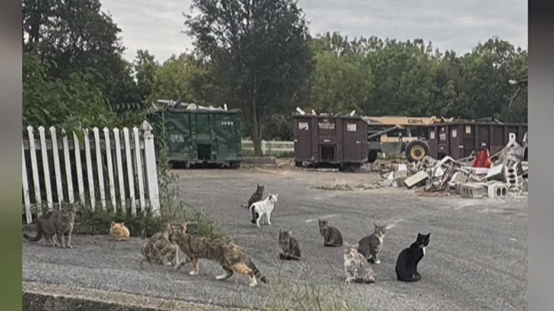 Strasburg neighbors raise alarm over barn cats left behind during
