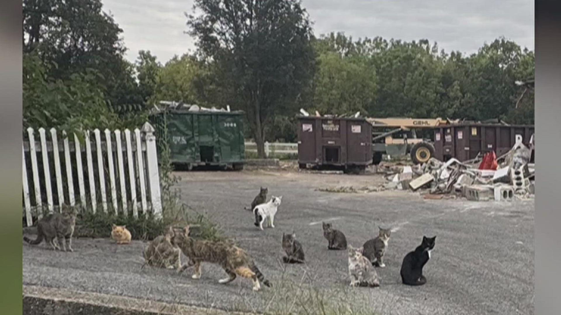Strasburg neighbors raise alarm over barn cats left behind during