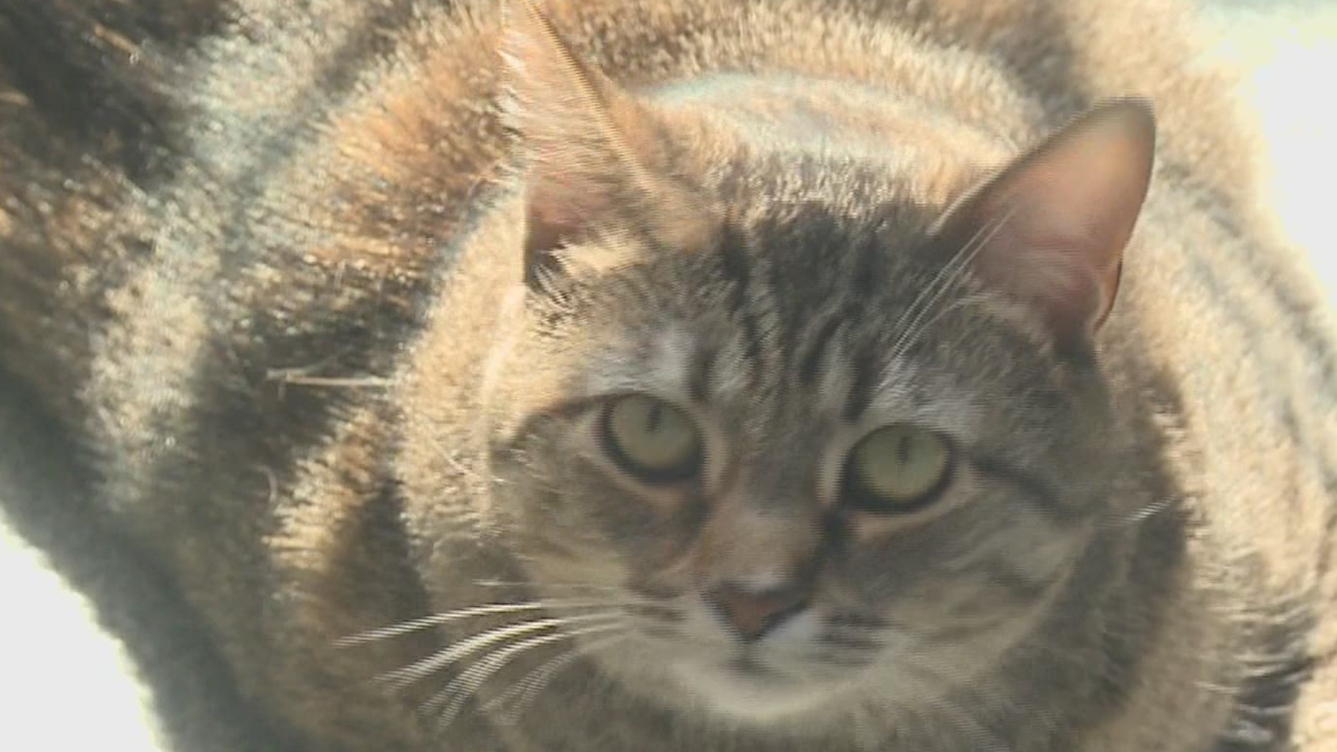 The luck of the Irish was with many homeless cats today. The Humane League of Lancaster is having a St. Catty's Day adoption event in honor of St. Patrick's Day!