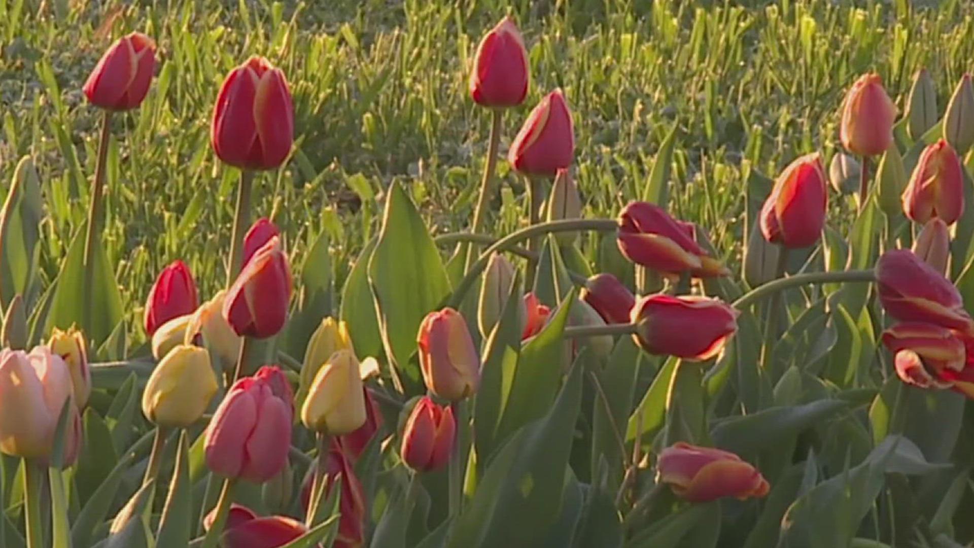 fox43.com - Sedona Meadows - Visit Flinchbaugh's Orchard and Farm Market's blooming tulip fields