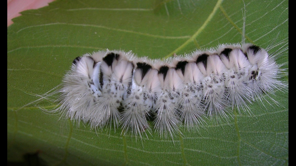 DON’T TOUCH! Dangerous caterpillar found in Pennsylvania