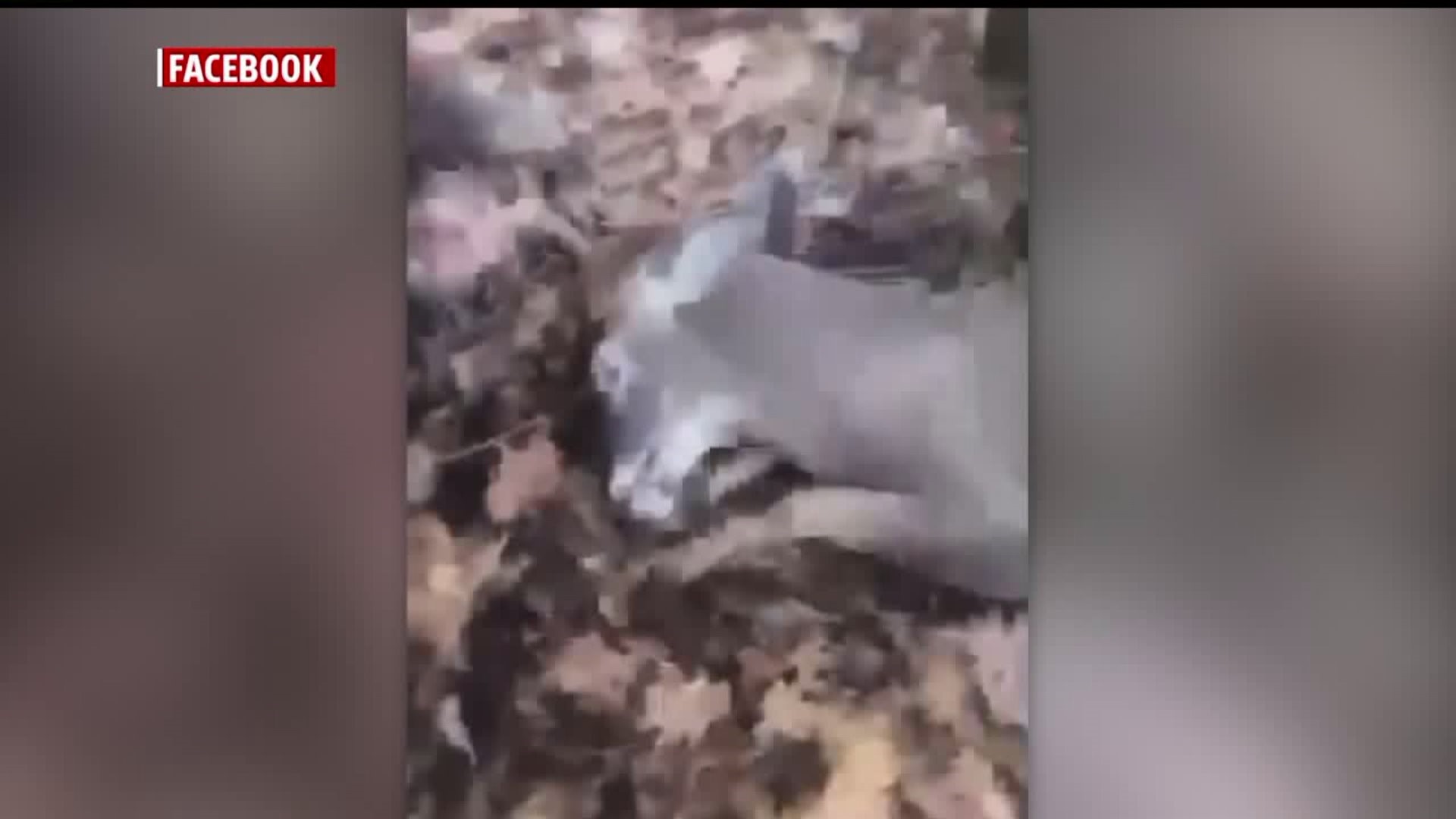 Video of Deer Abuse Goes Viral