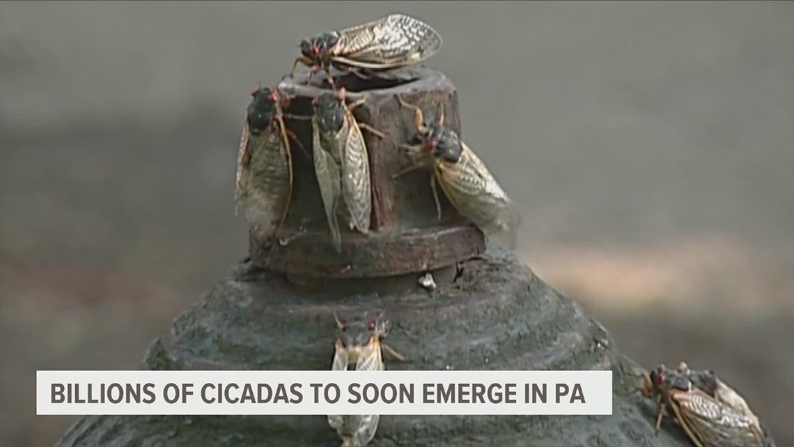 Experts say Brood x cicadas will begin to hatch this weekend in