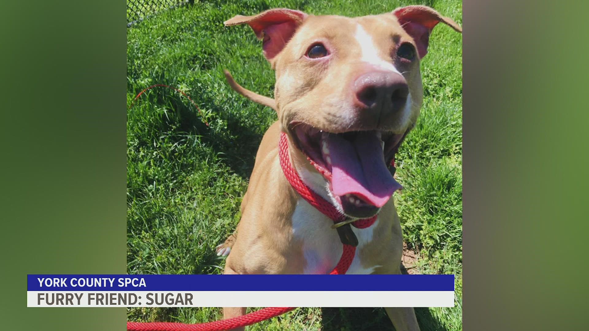 Sugar is a 5-year-old Pitbull who is "just as sweet as her name suggests, but can also be quite the diva," according to the shelter.