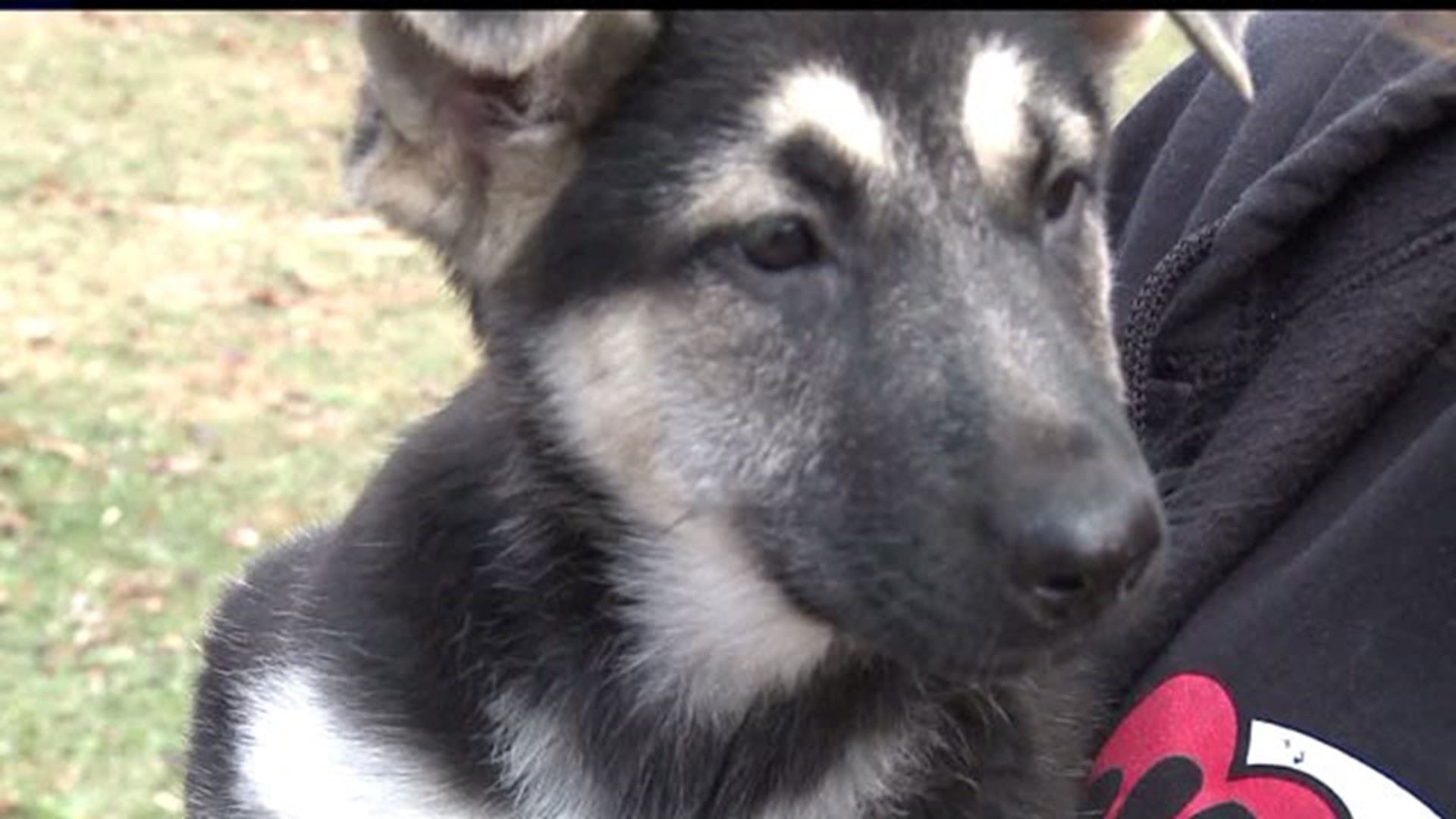 Tuscarora State Forest Helping Puppies and a Veteran