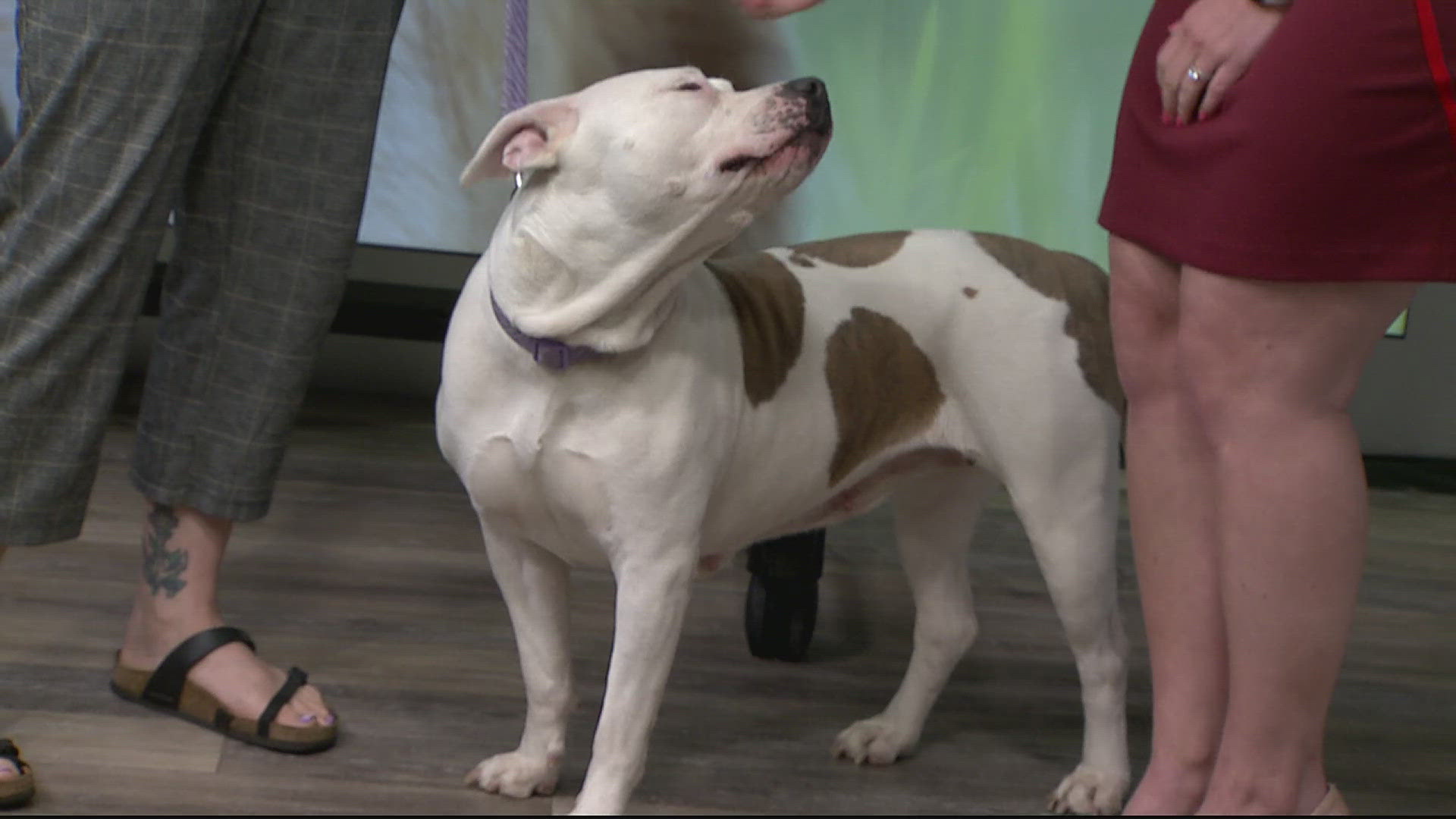 Violet is a cuddle enthusiast who loves to spend time with her humans. She's available for adoption from the York County SPCA.