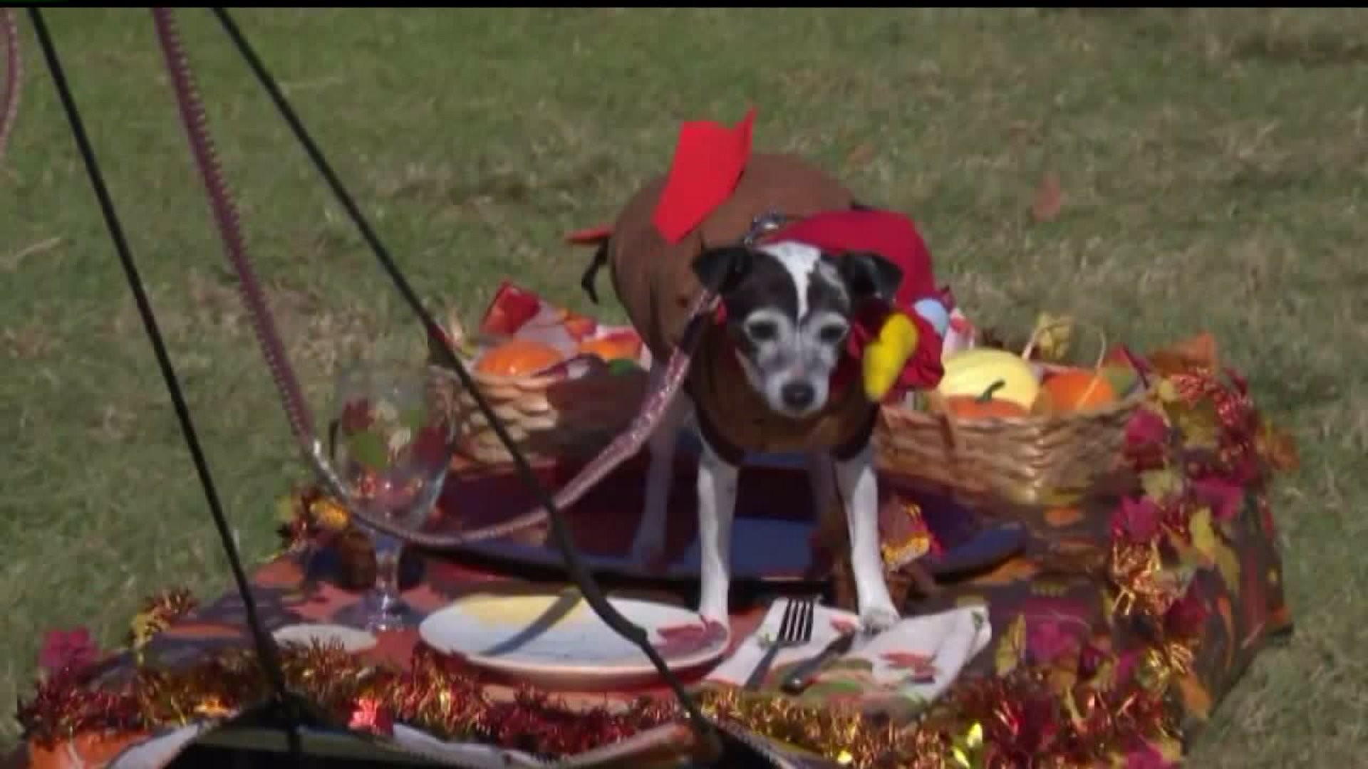 Animal emergency center in York County gives tips on keeping pets safe on Halloween