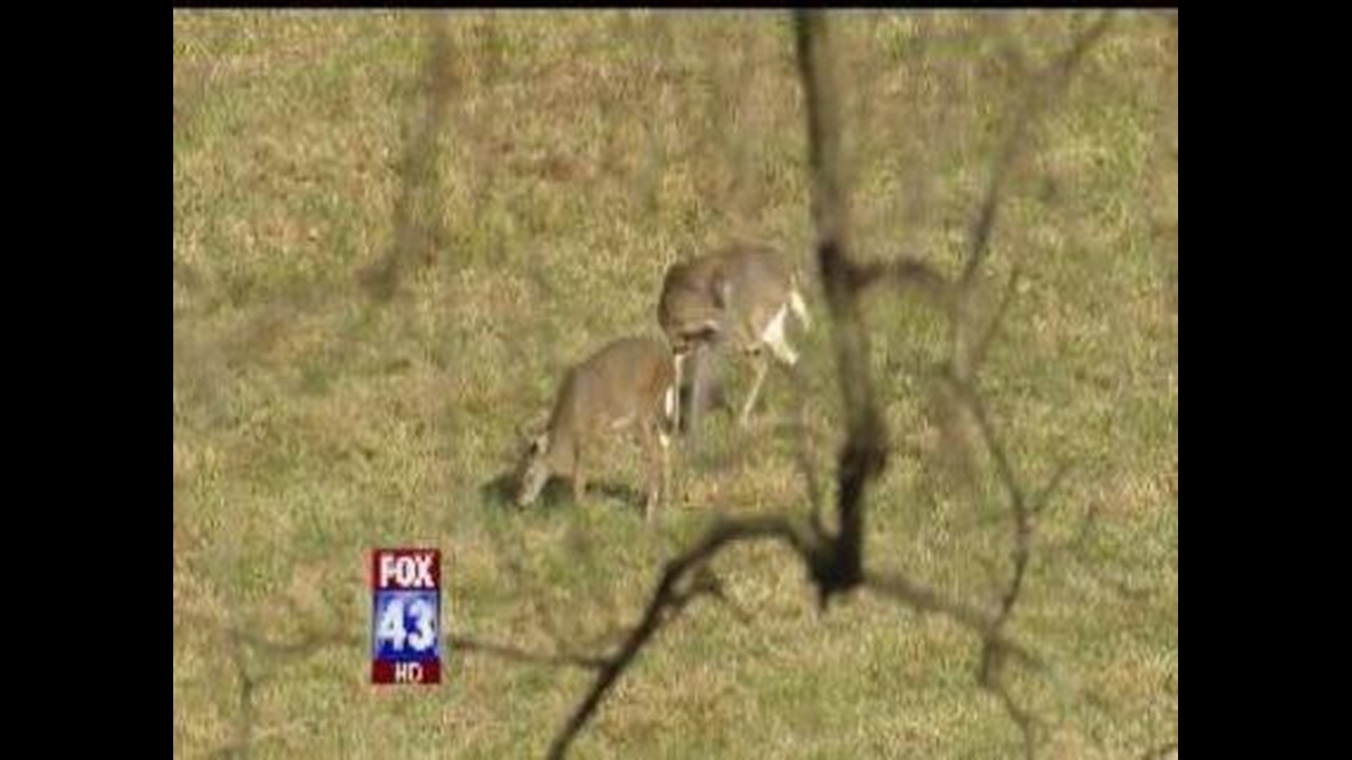 Pa. Game Commission Expands Chronic Wasting Disease Rules For Hunters ...