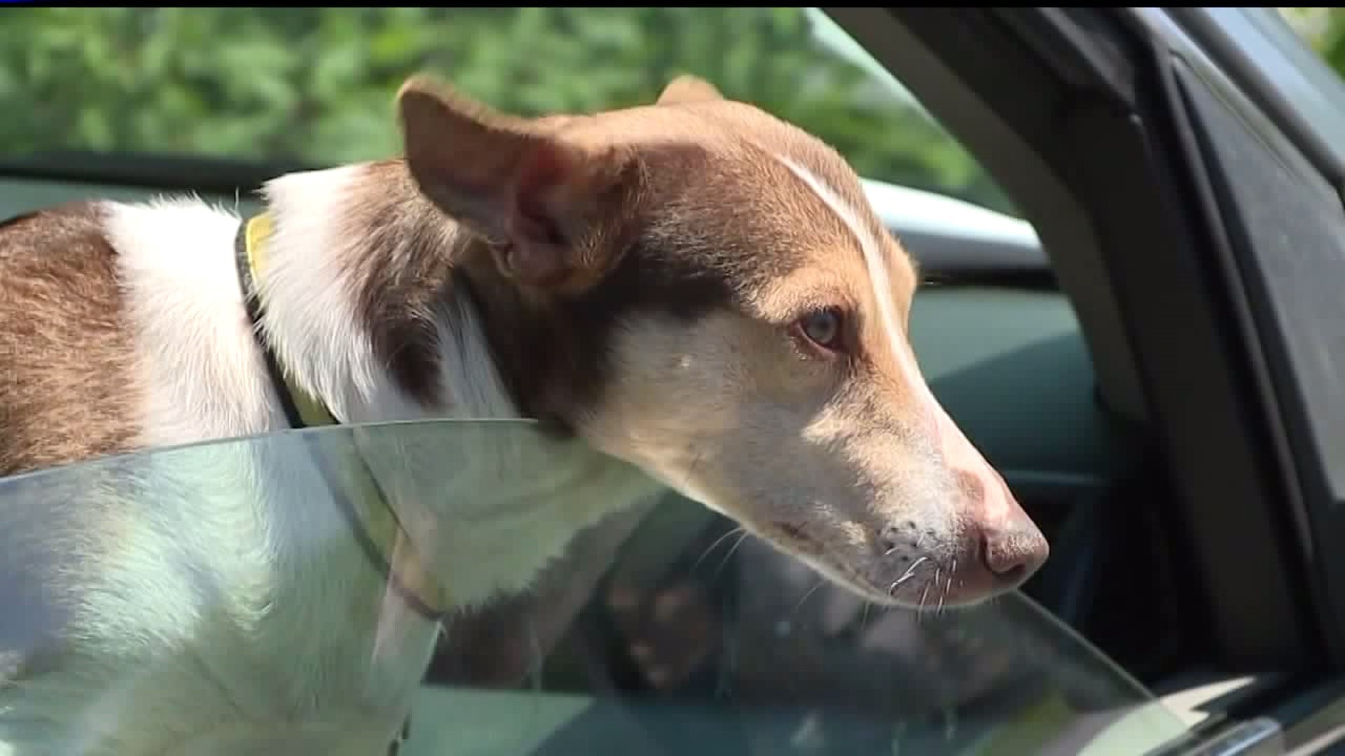 Vet warns against leaving pets in hot cars, legislation would protect first responders who rescue those animals