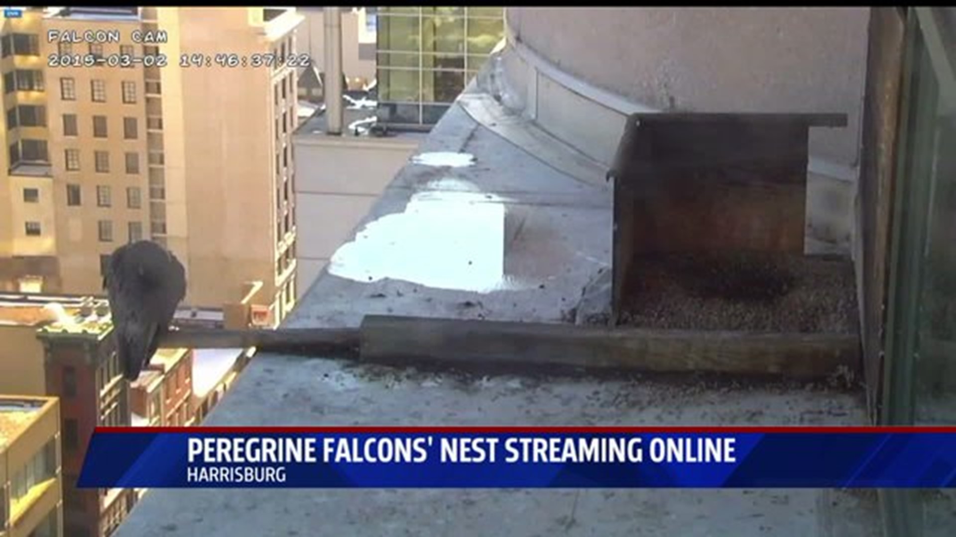 DEP Streaming Peregrine Falcon Nest Online