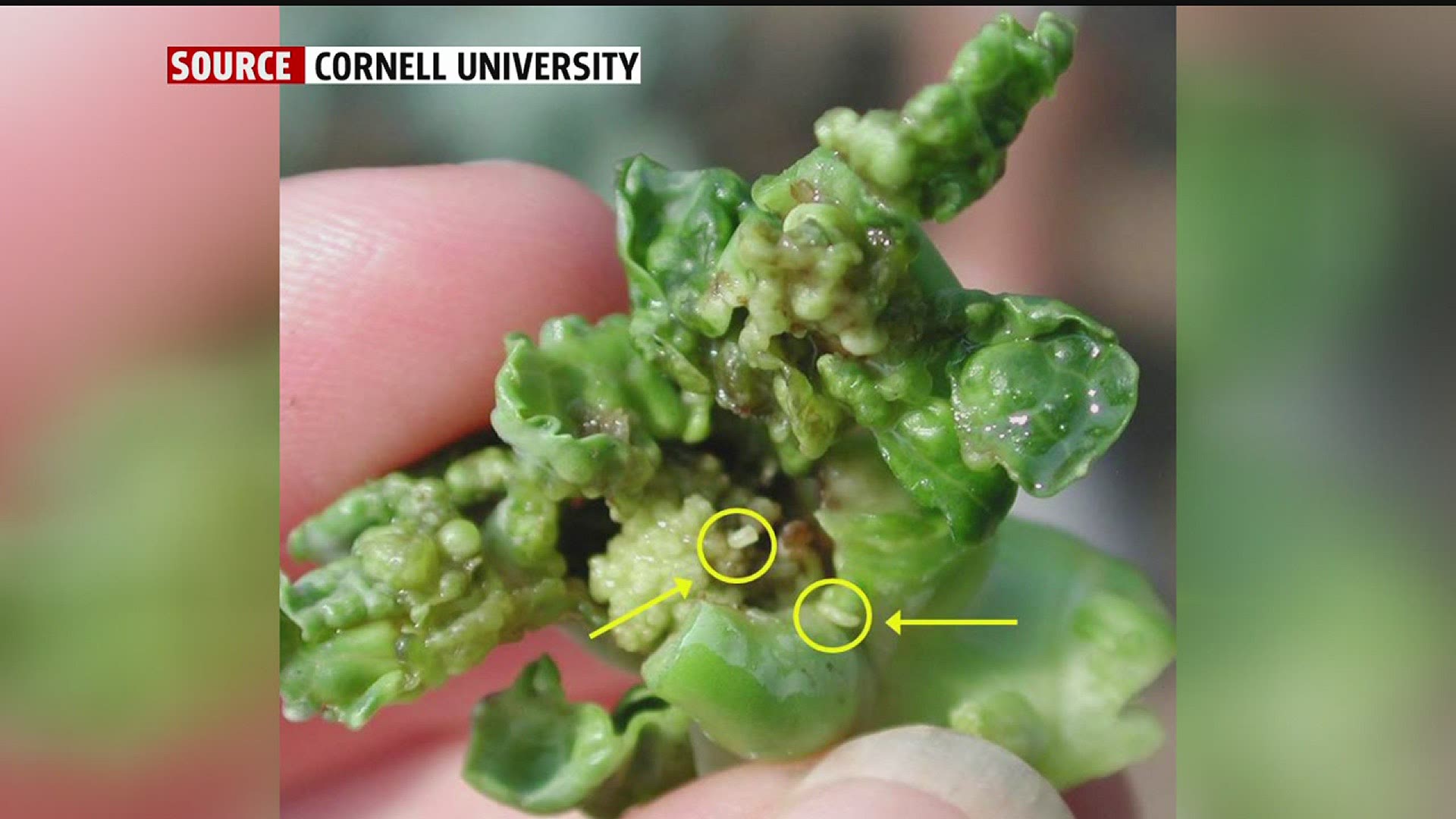 Damage done to broccoli plants by this invasive species was confirmed earlier this month on a farm in Bradford County.