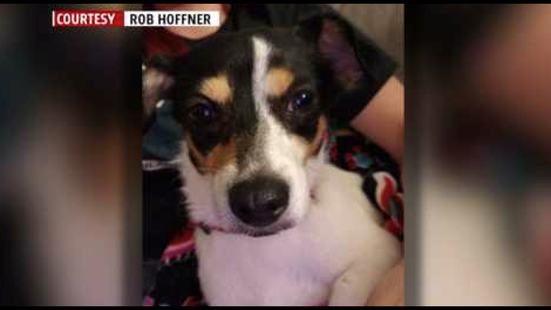 Bureau of Dog Law Enforcement files charges against Kennel after dog