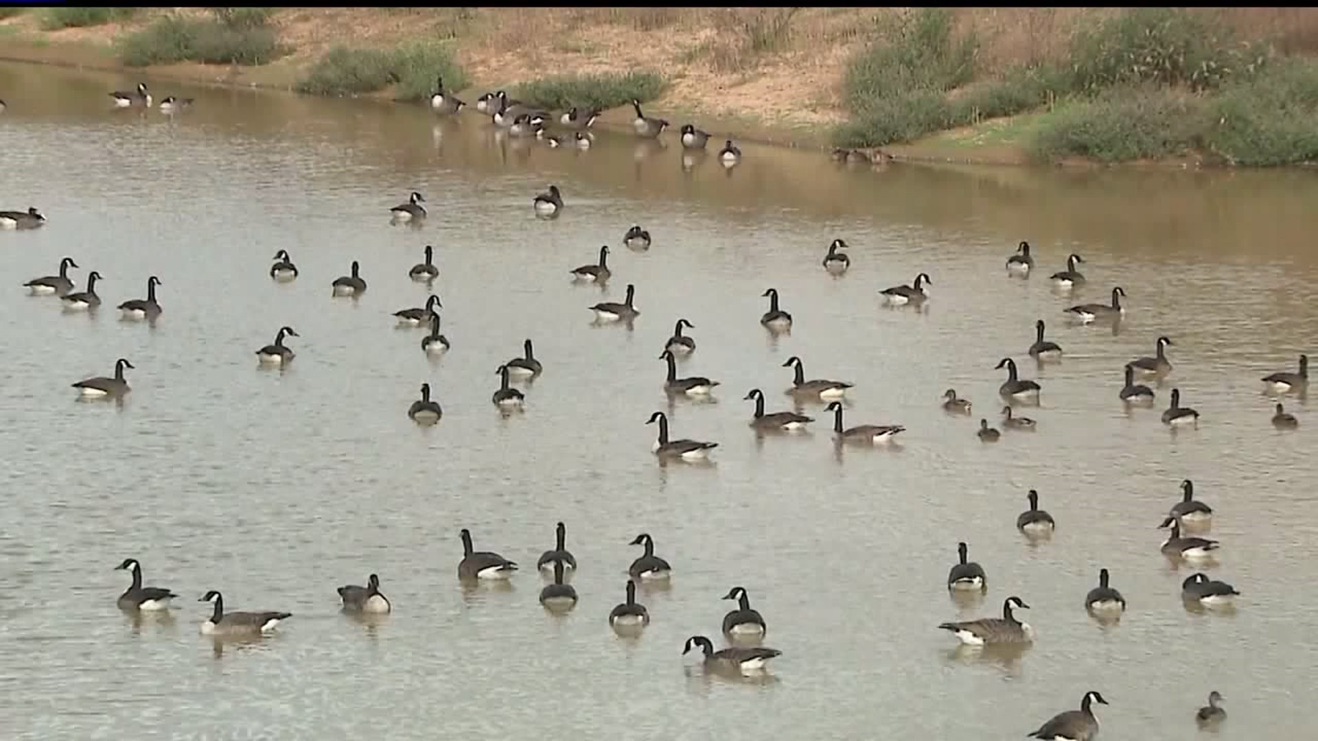 Golf course using hunters to get rid of geese