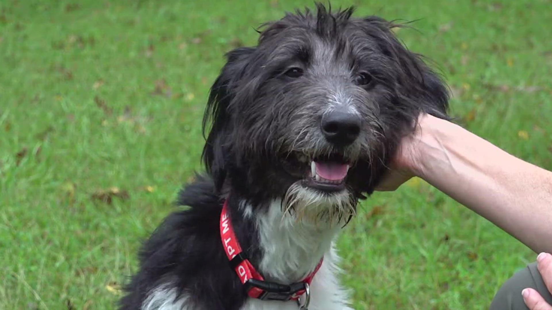 Bethany is playful, affectionate and smart. Like any puppy, she had her moments of mischief, so she'll need family with patience to learn and grow with.