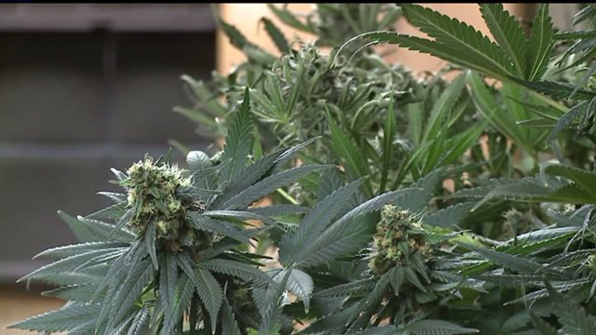 Increase in marijuana fines