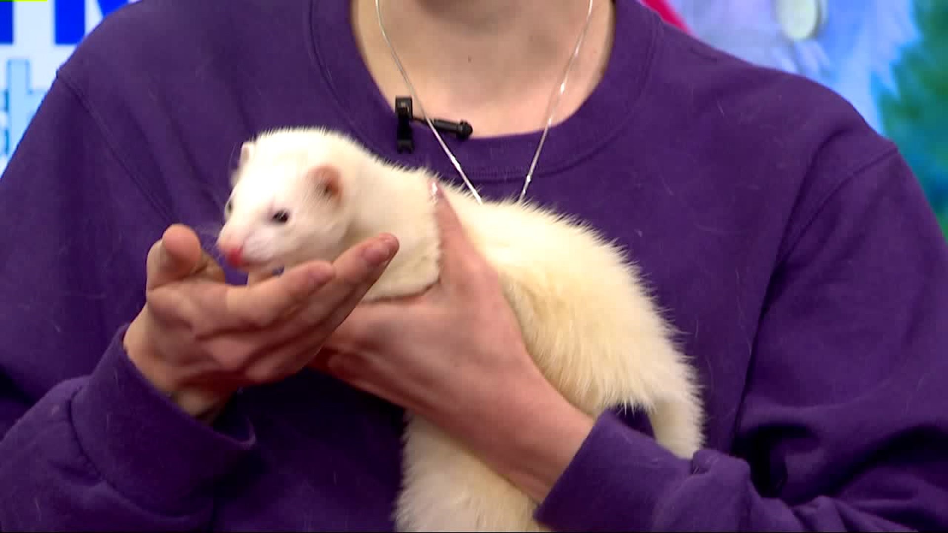 Furry Friends with Walter, the Ferret