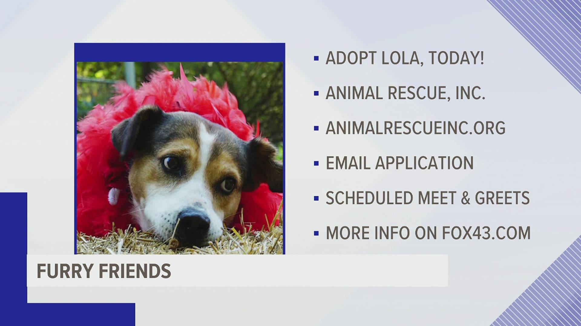 Lola is a nine-year-old Beagle mix looking for her forever home!