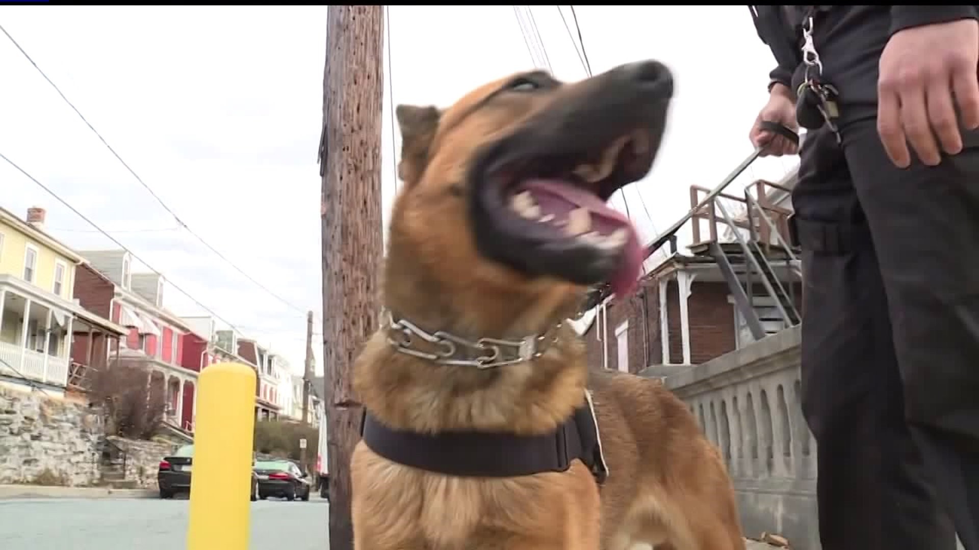 K9 Officers helping fight crime