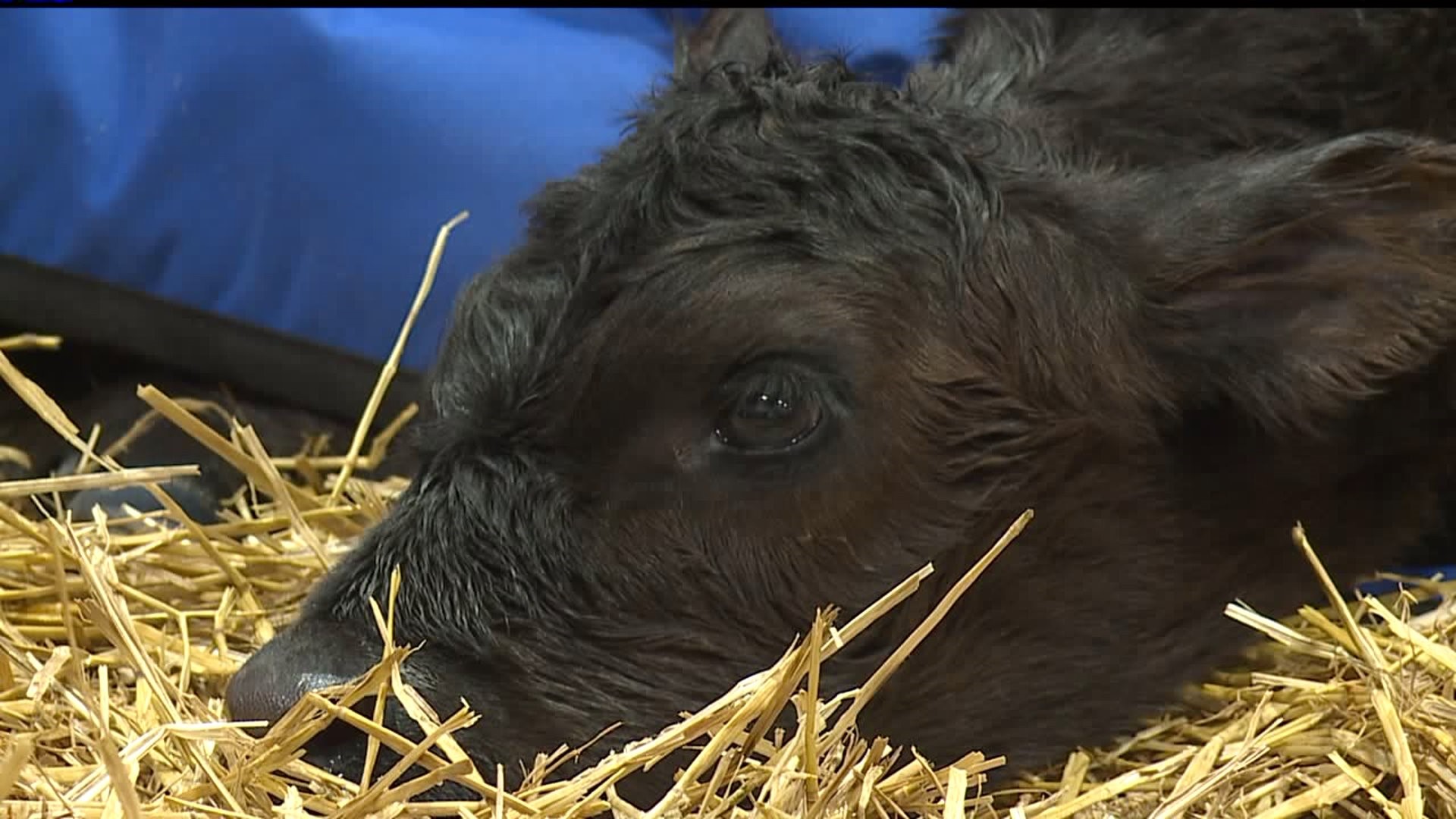 2 calfs born at the 2020 PA Farm Show
