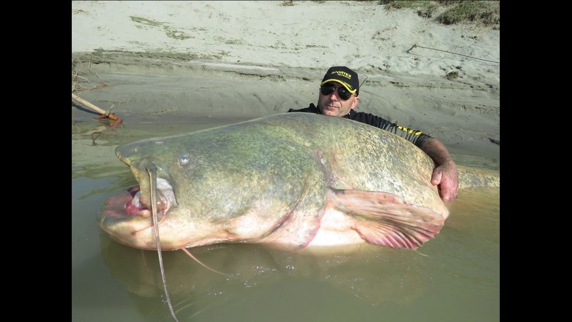 280-pound catfish caught in Italy | fox43.com