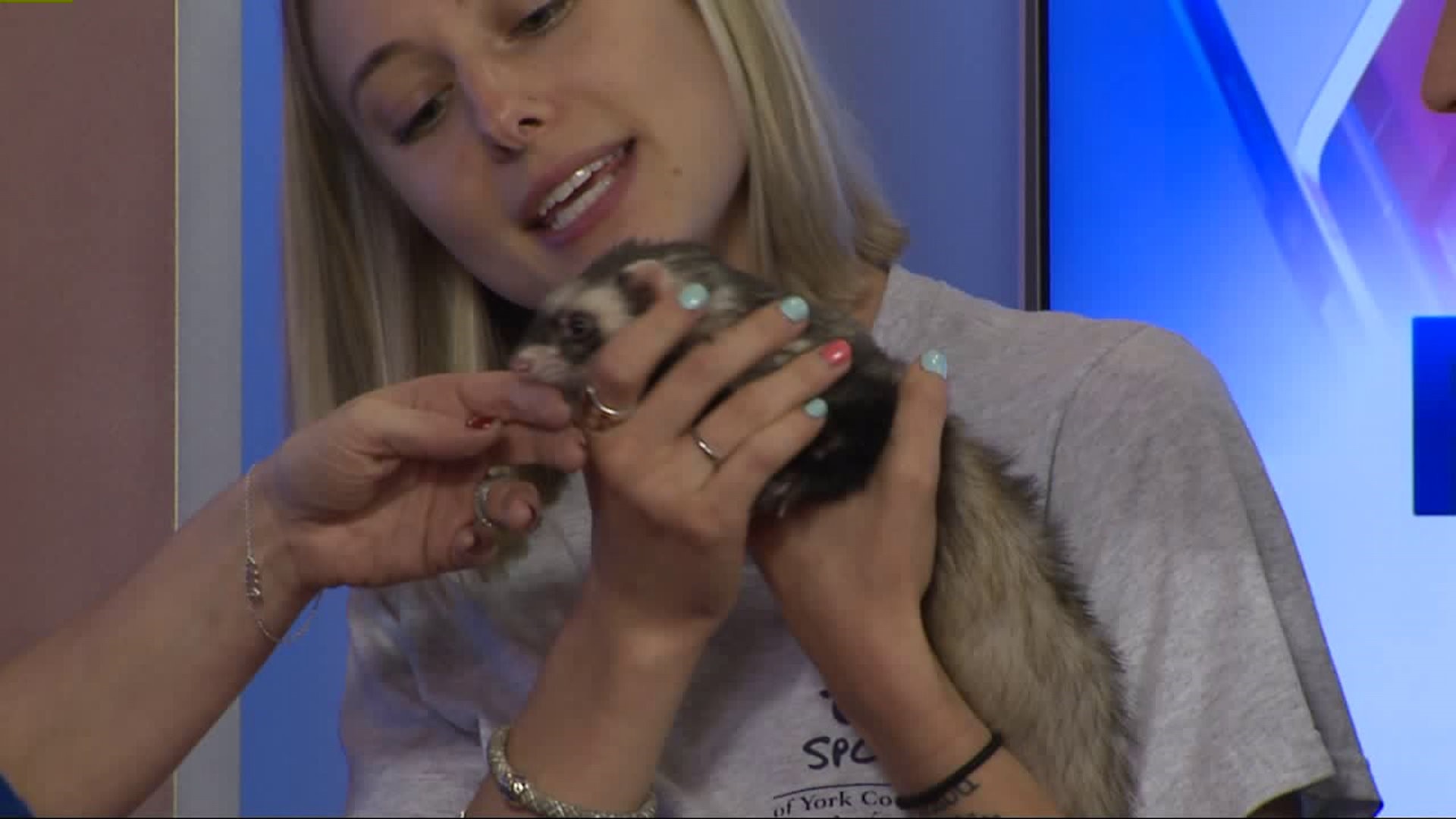 Furry Friends with Molly, the ferret