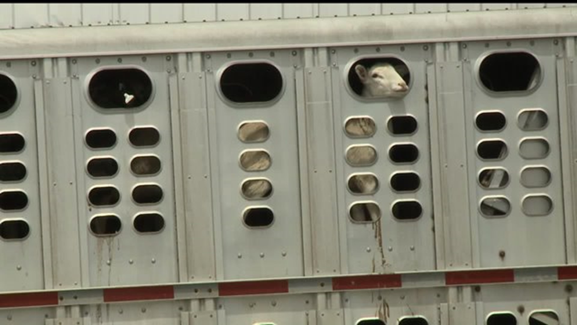 Sheep and Goats Left For Dead in Lancaster County
