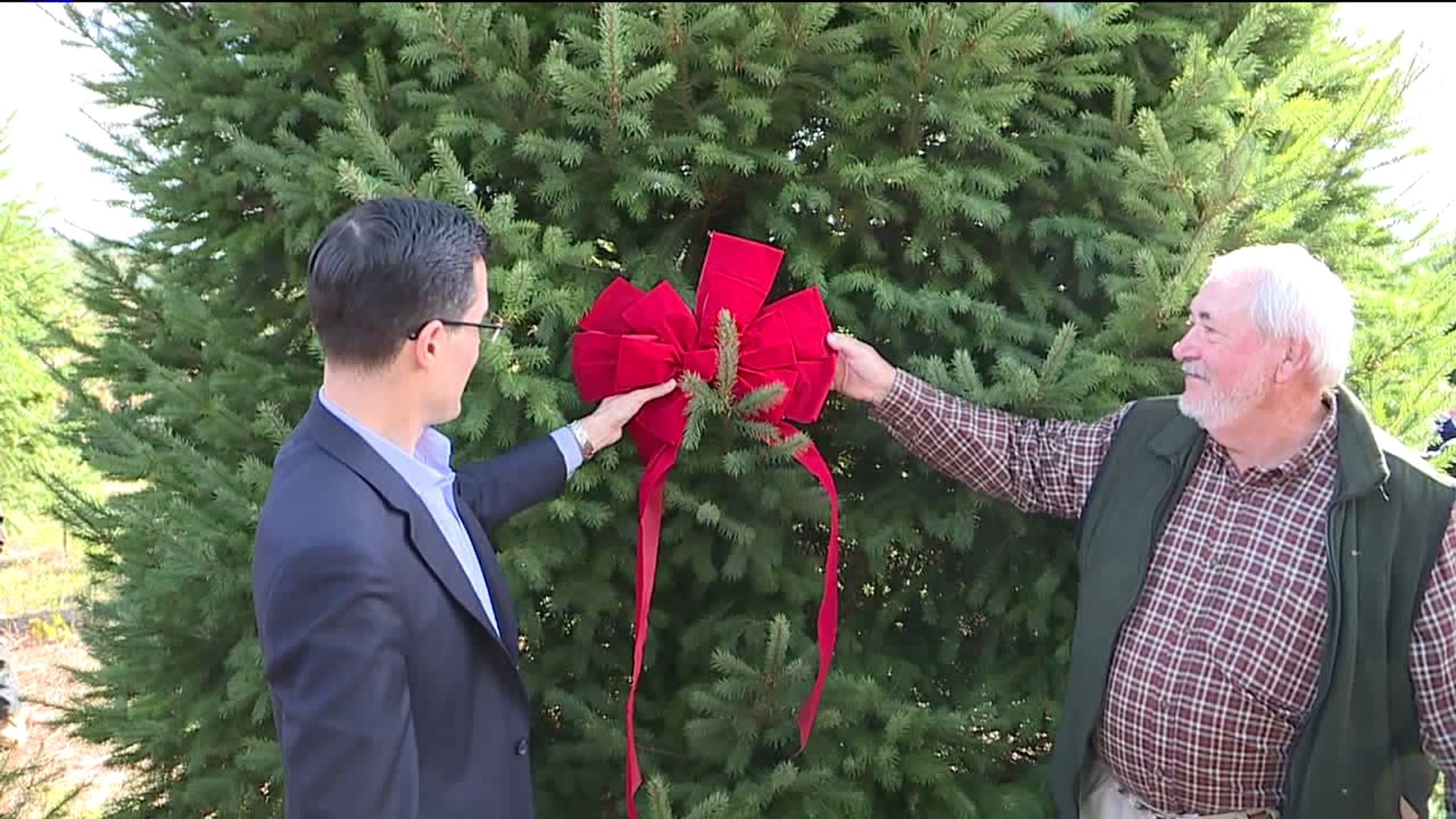 Christmas tree selected for White House from farm in Schuylkill County