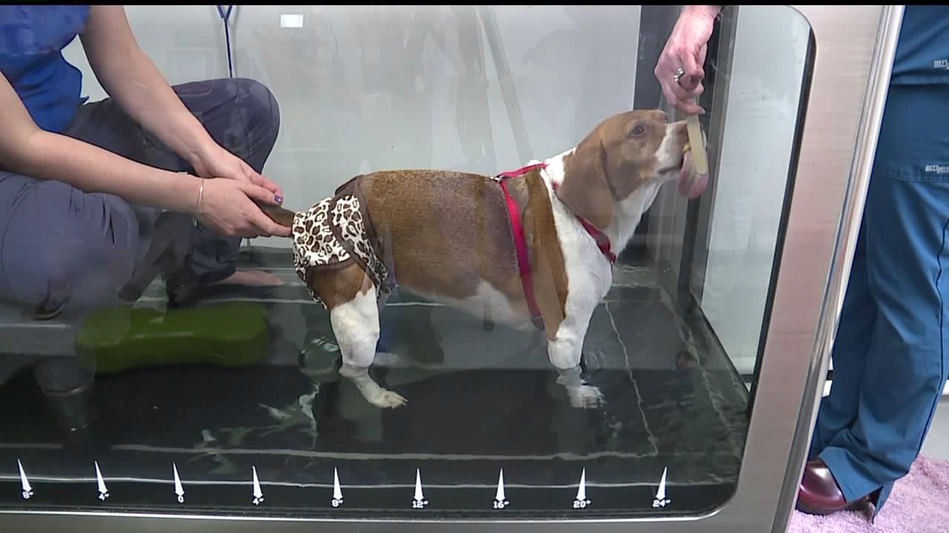 Harrisburg vet uses water therapy to help paralyzed dog learn to walk again