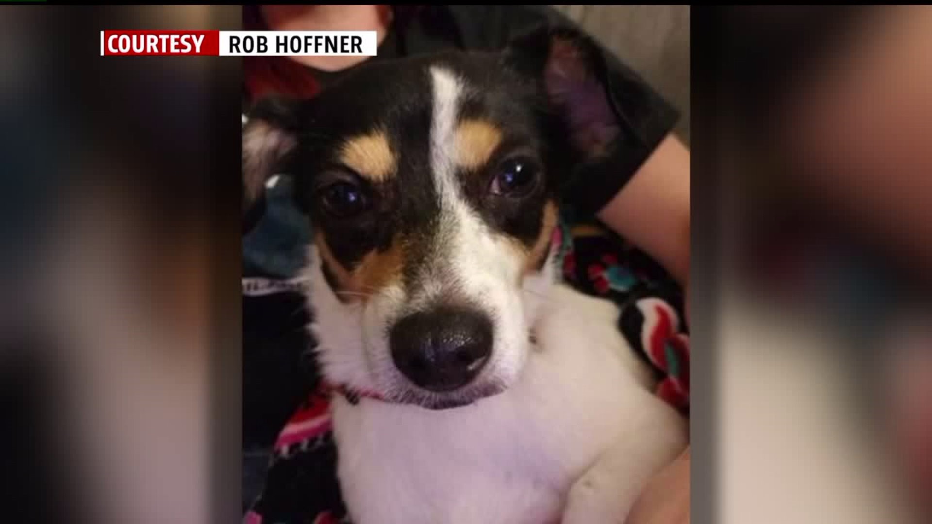 Dog hit and killed by car after escaping pet boarding facility