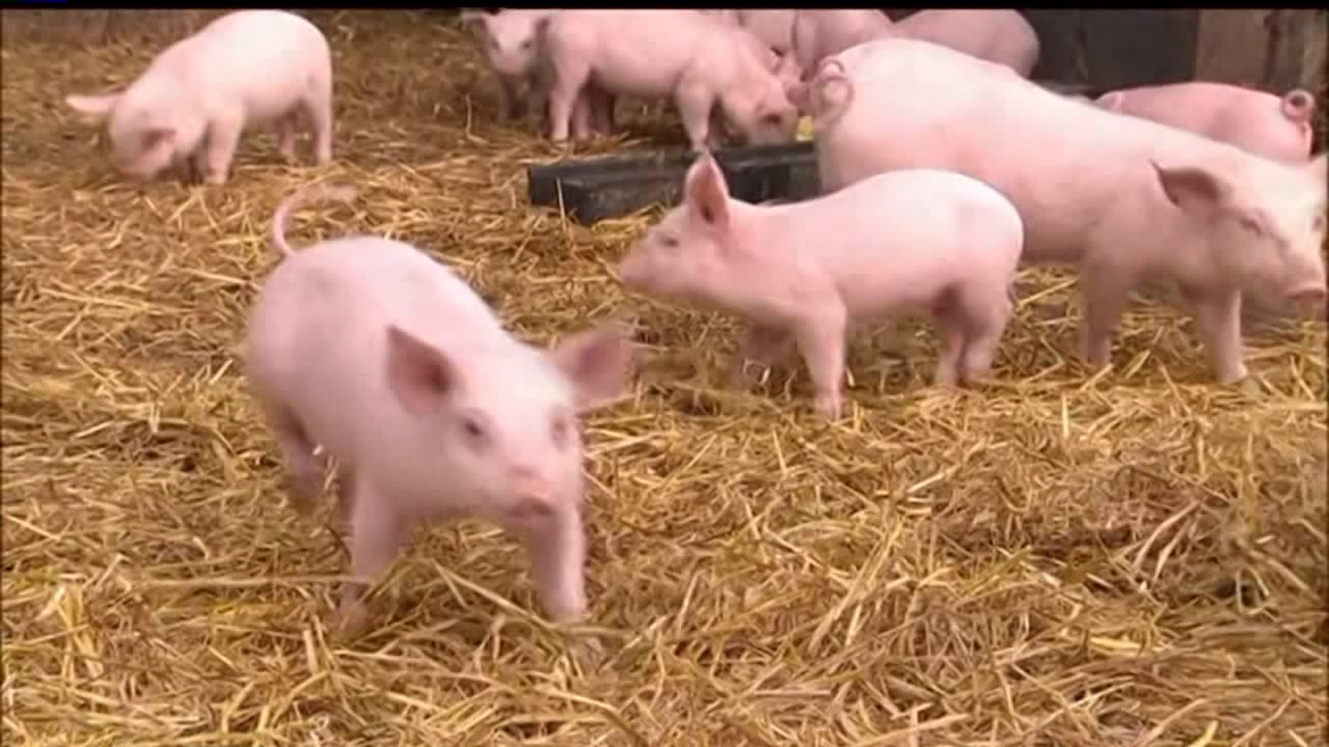 African Swine Fever Impacting Pork Industry