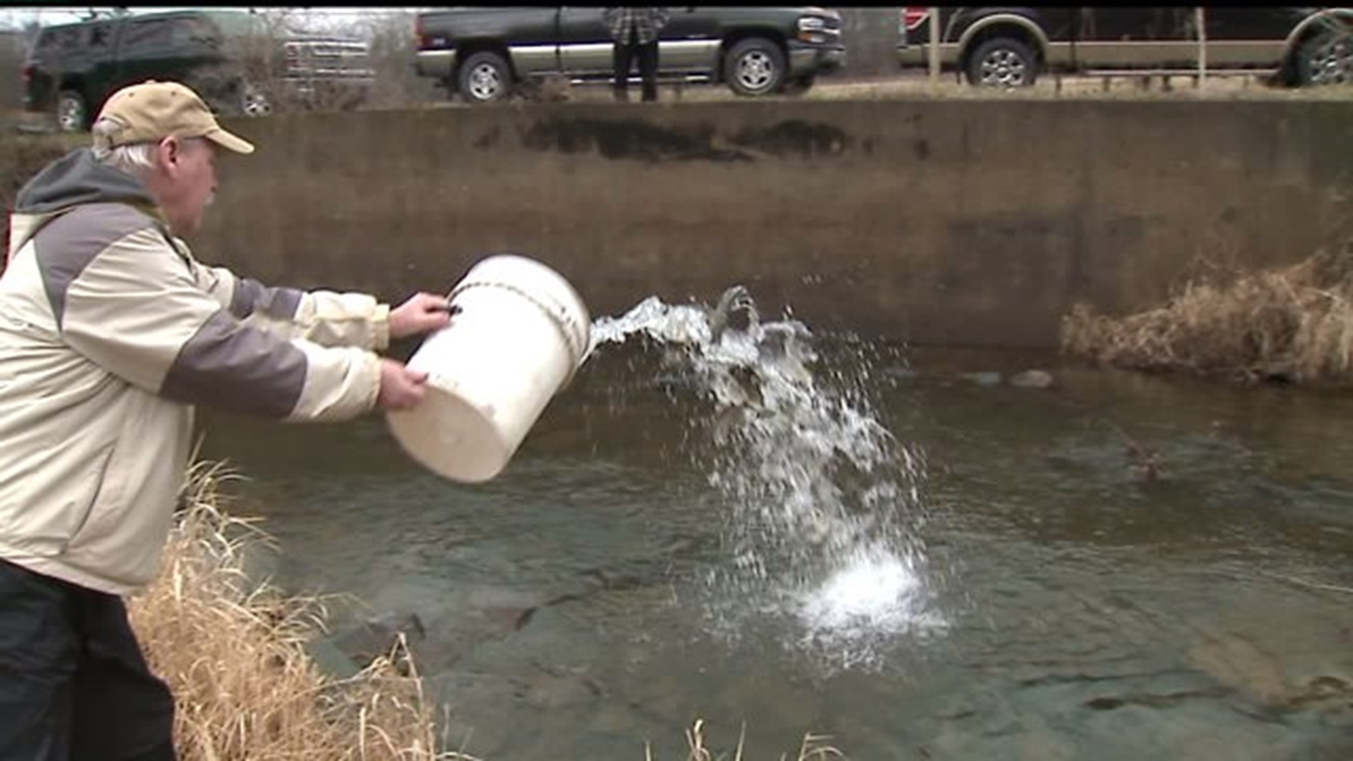 Volunteers stock giant trout in Dauphin County in preparation for opening day