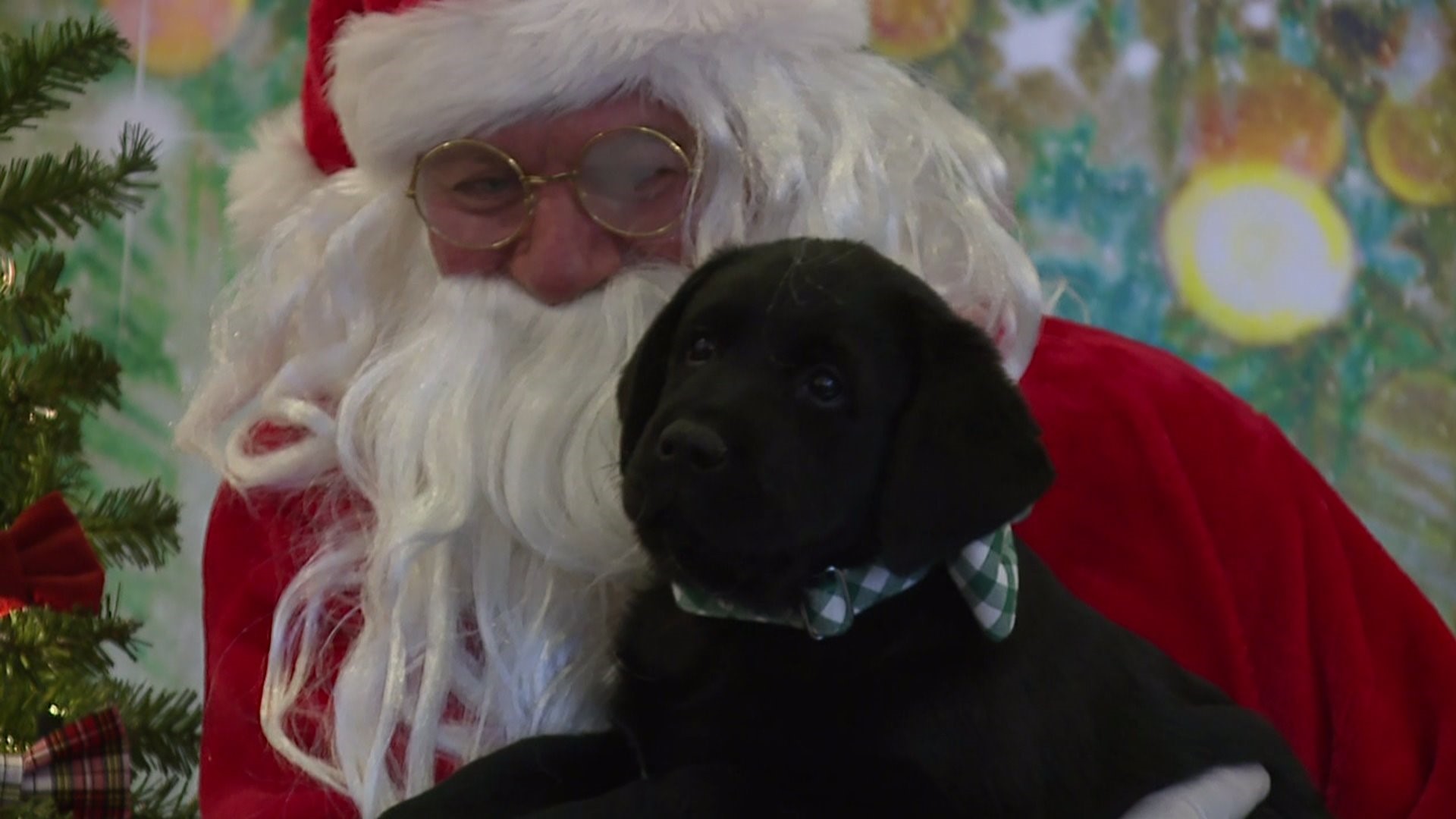 Pets pose for photos with Santa at a Very Hairy Christmas