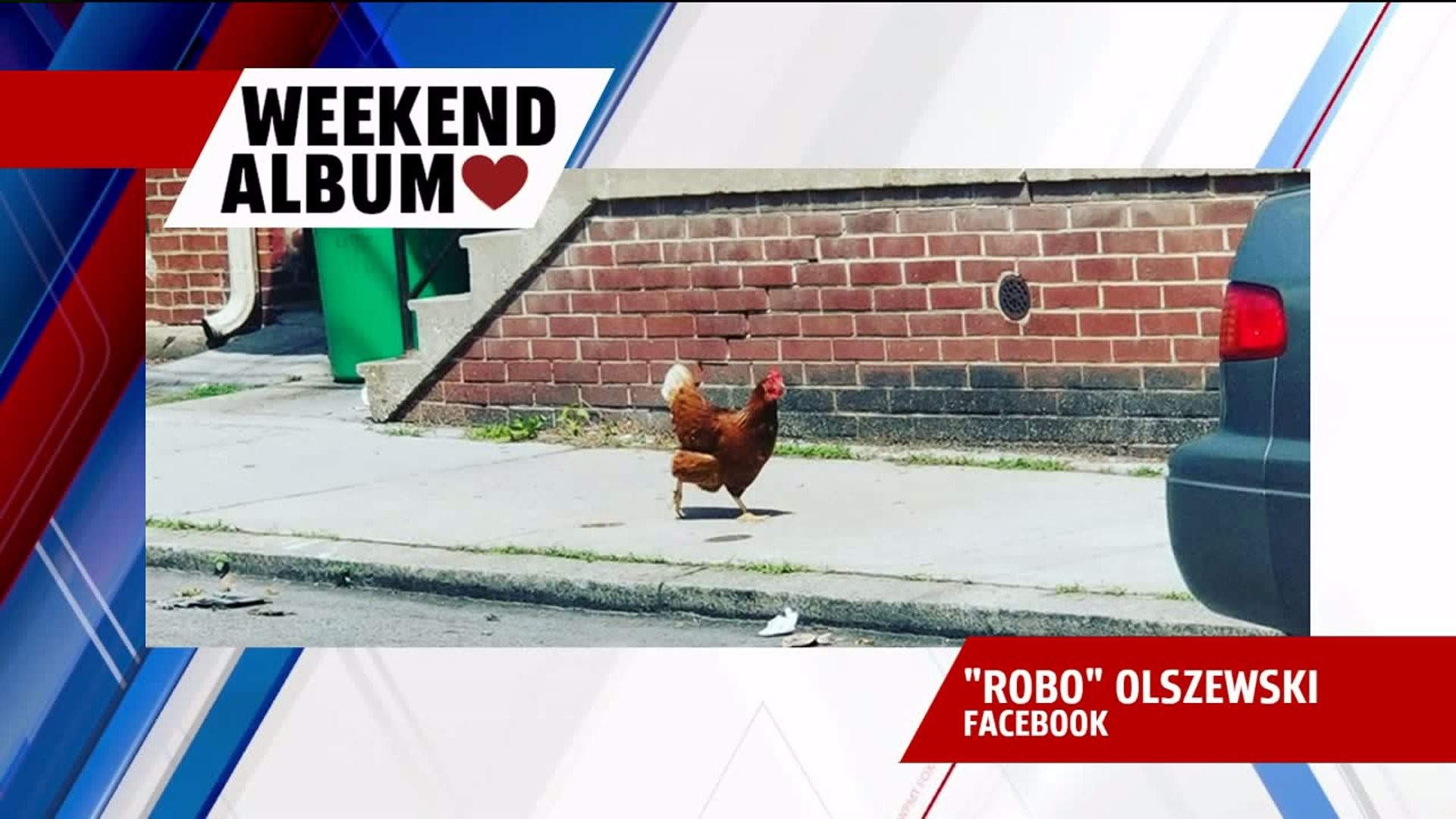 WEEKEND ALBUM:  Chicken walking in York City