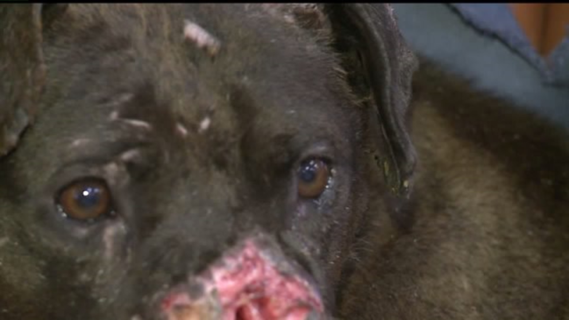 Pit Bull recovering after being found