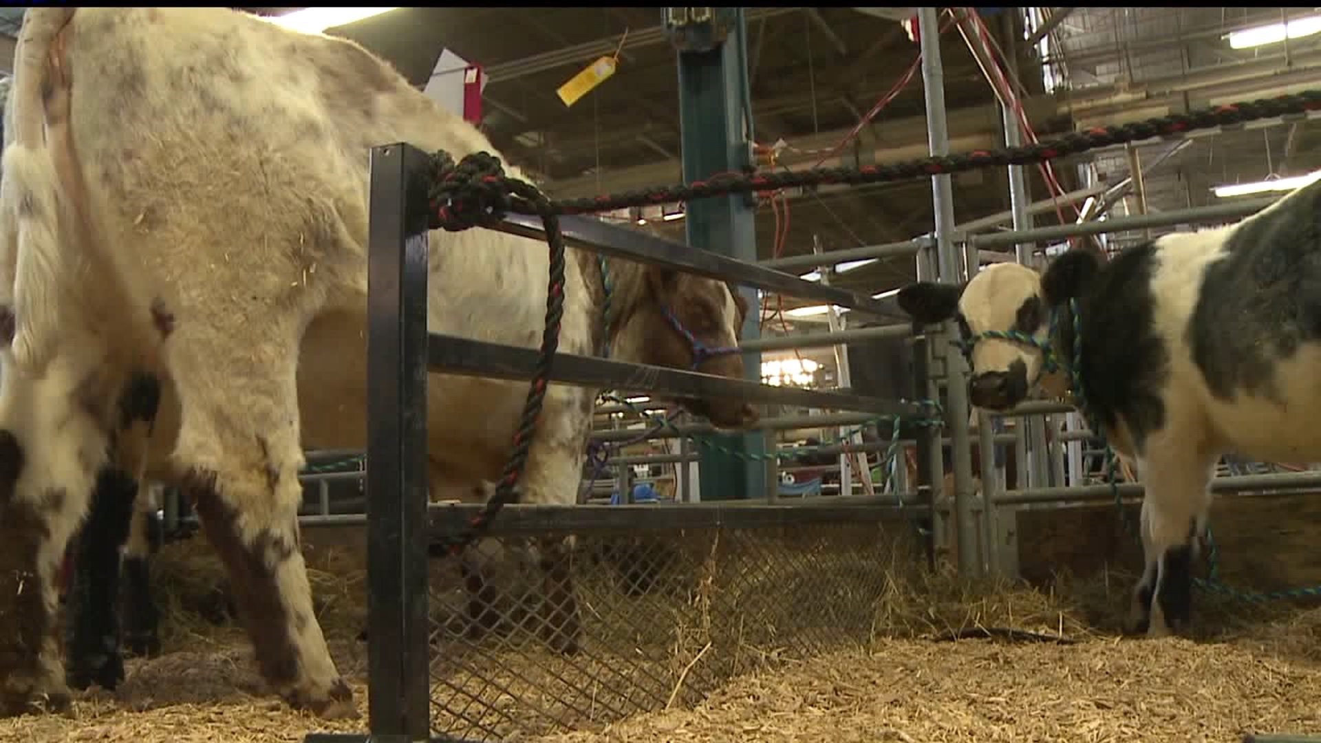 Cattle at the Farm Show prefer cold temperatures