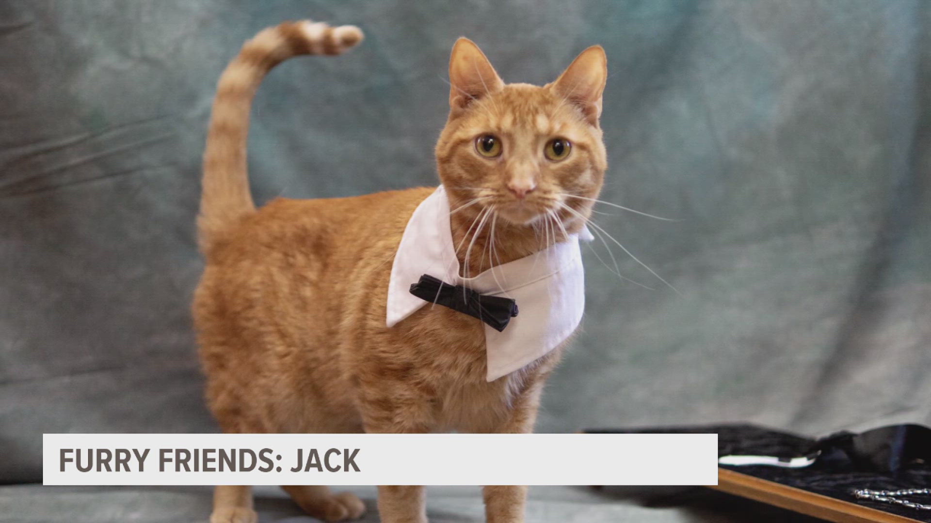 Jack is available for adoption at the Pet Pantry of Lancaster County.