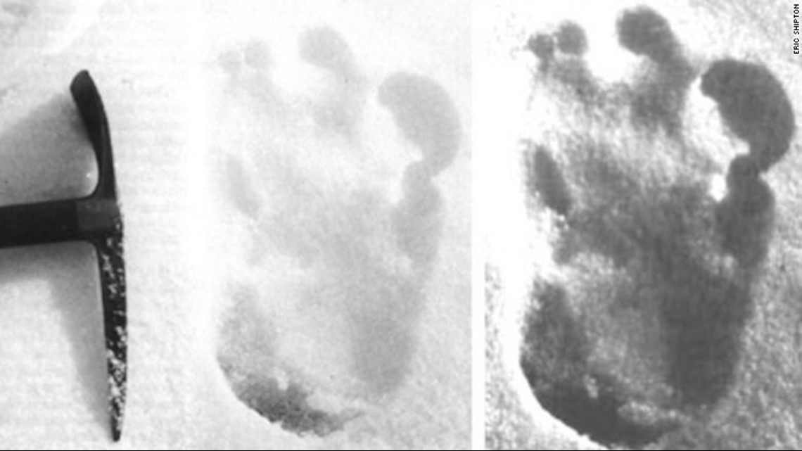 DNA Pulled From Paw Prints May Help Researchers Study Elusive Polar Bears, Smart News